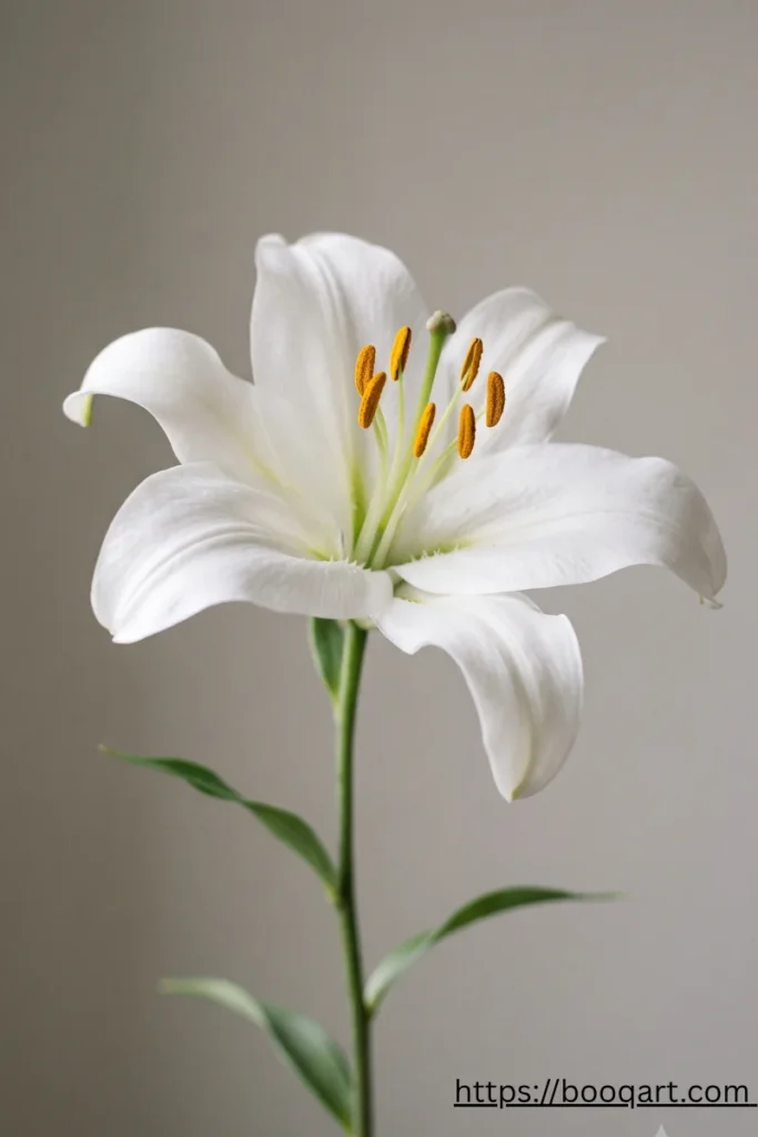 White lily, the traditional flower for Armenian condolence and funeral arrangements